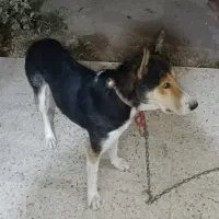 هاسکی|سگ|پرند, فاز ۴|دیوار