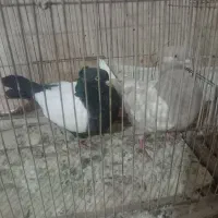 رنگه معاوضه باآلمانی