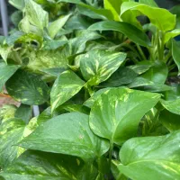 گیاهان آپارتمانی