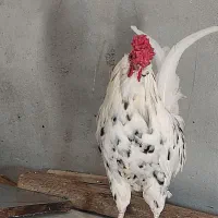 خروس|حیوانات مزرعه|اهواز, ۳۰ متری|دیوار