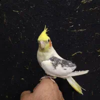 دو جفت عروس هلندی مولد واقعی