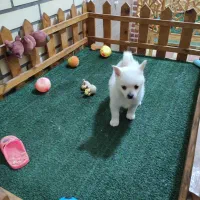 پامر اشپیتز ماده|سگ|کاشان, امیرکبیر|دیوار