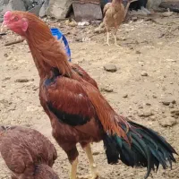 کلشیر لاری تک. کسی بوی پیام بات