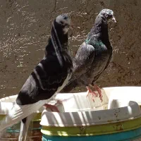 جوانه پرشی و جفت شازده
