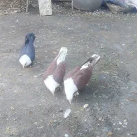 کود کفتر