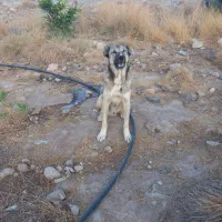 جهت نصل کشی سگ سرابی نر|سگ|جیرفت, |دیوار