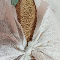 شالی دم سیاه عالی