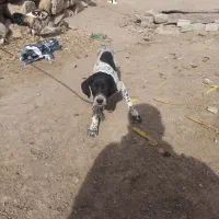 سگ  شکاری نژاد اصل