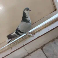 نرخرقه|پرنده|اصفهان, زاجان|دیوار