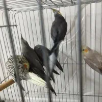 عروس هلندی|پرنده|باقرشهر, |دیوار