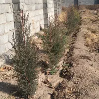 نهال سرو ناز  و نقره ای