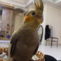 عروس هلندی|پرنده|ری, دولت‌آباد|دیوار