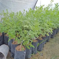 فروش انواع نهال|گل و گیاه طبیعی|دزفول, |دیوار