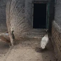 انواع نژاد طاووس