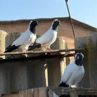 کبوتر راهب المانی|پرنده|گلوگاه, |دیوار