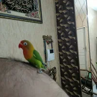 طوطی برزیلی دستی