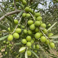 فروش نـهال زیــتــون با تخفیــف ویژه