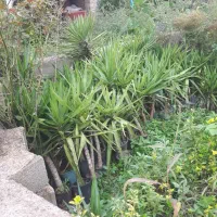 یوکا از کوچیک تا بزرگ