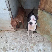 پیت بول نر و ماده دو ساله|سگ|اسالم, |دیوار