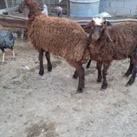 نر بره پرواری|حیوانات مزرعه|گرگان, |دیوار