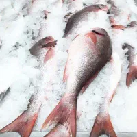 ماهی سرای هفت دریا