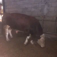 خریدوفروش گاو  گوشتی وگوساله|حیوانات مزرعه|تبریز, |دیوار