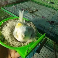 قناری فنج بنگال