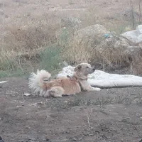 سگ گمشده
