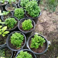 شمشادتوپی برگ عبایی سیکاس