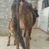 فروش گاو وگوساله