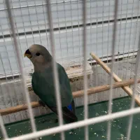 طوطی کوتوله|پرنده|نیشابور, شریعتی|دیوار