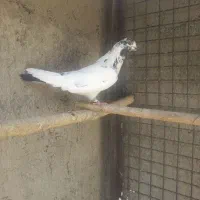 کفتر کله دم سبز|پرنده|تهران, عباس‌آباد|دیوار
