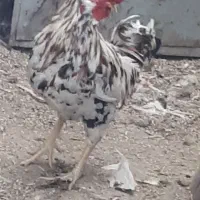 ۲عددخورس