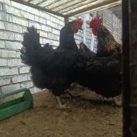 مرغ خروس سیاه برای رفع بلا مریضی خونی گوشتی ایام