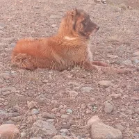 ماکو|سگ|ماکو, |دیوار