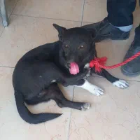 مجسمه سگ اشپیتزل پاکوتاه|سگ|هشتگرد, شهرک سهیلیه|دیوار