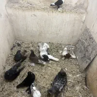 ۸عددکفتر (فروش یکجا)