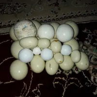 سنگ الماس آسیاب|جواهرات|رشت, عینک|دیوار