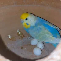 مرغ عشق جفت