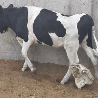 گوساله چاق