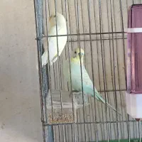 عروس هلندی قناری