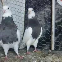 طوقی|پرنده|سرپل ذهاب, |دیوار