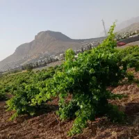 تهاتر-2100-متر-باغ-انگوری-با-ماشین