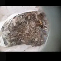 کود کفتر|گل و گیاه طبیعی|کرمان, |دیوار