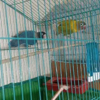 طوطی کوتوله