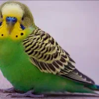 مرغ عشق فیشر