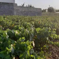 عرضـه نهـالــهای ریشه لخت|خدمات باغبانی و درختکاری|قیدار, |دیوار