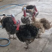 فروش بوقلمون ،با تخفیف پای معامله|پرنده|اندیمشک, |دیوار