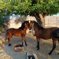 فروشی|اسب و تجهیزات اسبسواری|فسا, |دیوار