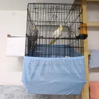 عروس هلندی دست آموز